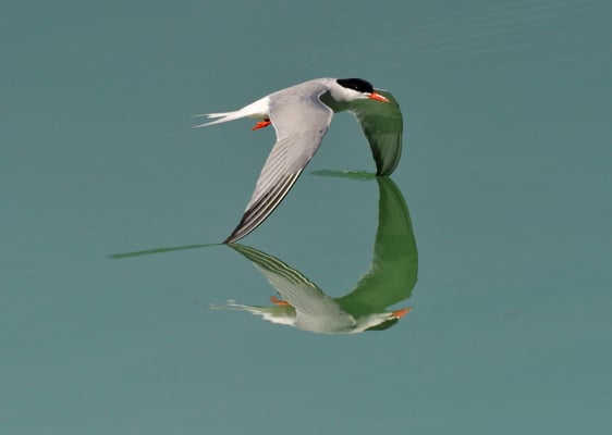 Fluss-Seeschwalbe (Sterna hirundo)