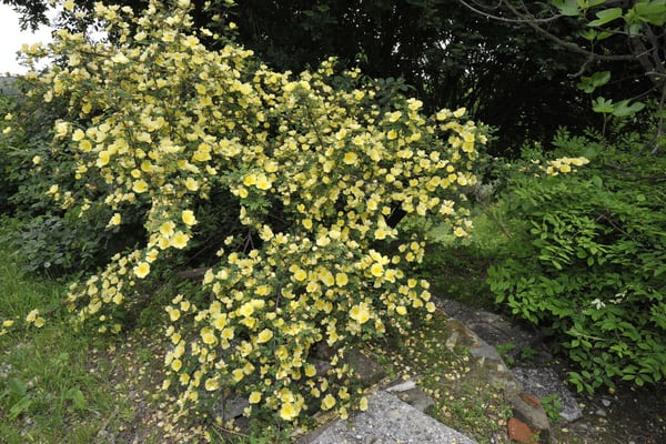 Garten der Cascina Bertolina, Gioia bei Castagnole Monferrato