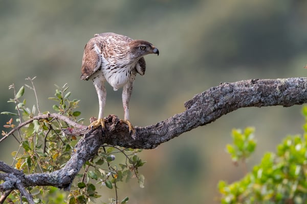 Habichtsadler (Hieraaetus fasciatus); Ostern 2017; Càceres Extremadura (Esp.)
