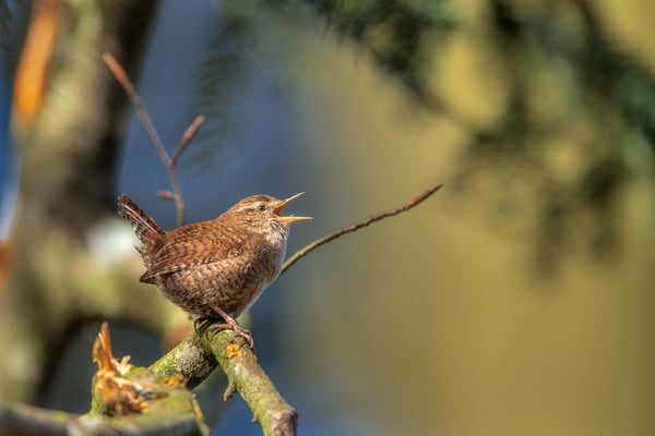 Auswahlbild 7 - Der mächtige Zaunkönig 1