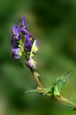 Eisenhut; 13. Oktober 2013; Jardin Musette