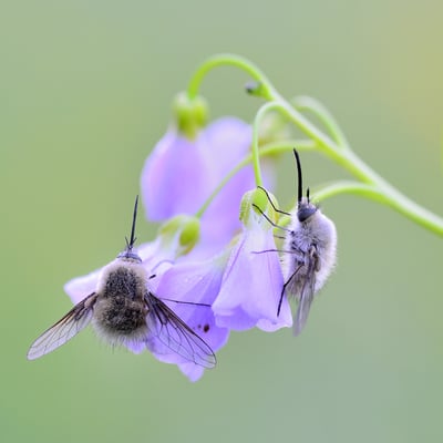 2 Große Wollschweber (Bombylius major); 6. Mai 2016