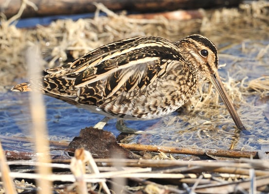 Bekassine (Gallinago gallinago)
