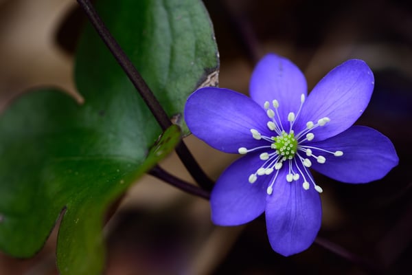 Leberblümchen (Hepatica nobilis, Syn.: Anemone hepatica), 18. März 2015