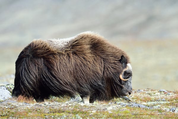 Moschusochse (Ovibos moschatus), Dovrefjell NP, Norwegen