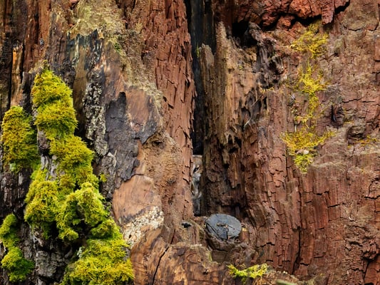 Waldkauz, Thur-Murg, 2.2.2021