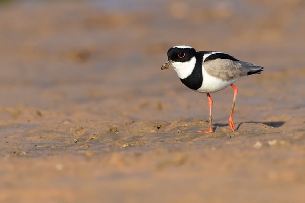 Cayenne-Kiebitz (Belonopterus chilensis), auch 'gescheckter Kiebitz, Pantanal; 26. Juli 2016 