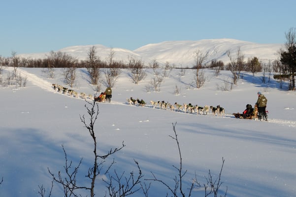 Hundeschlittenfahrt Nähe Tromsö