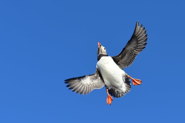 Papageitaucher (Fratercula arctica); 4. Juli Spitzbergen