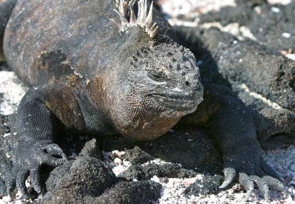 Meerechse (Amblyrhynchus cristatus), Galàpagos Ecuador