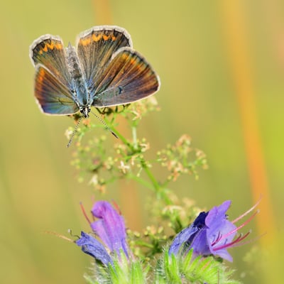 17 Escher-Bläuling (Ployomatus escheri); Hohtenn (VS); 9. Juli 2016