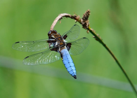 Plattbauch (Libellula depressa), Männchen