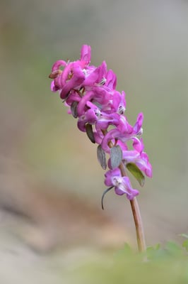Hohle Lerchensporn (Corydalis cava), auch Hohlknolliger Lerchensporn; Böttstein (AG); 28.3.2016