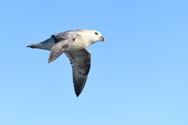 Eissturmvogel (Fulmarus glacialis); Svalbart, 4. Juli 2015