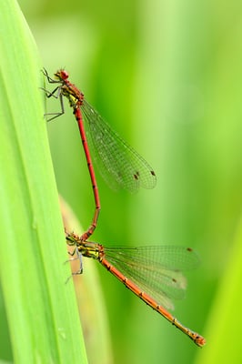 Frühe Adonislibelle oder auch Frühe Adonisjungfer (Pyrrhosoma nymphula); Fischbaxcher Moos; 28. Mai 2016