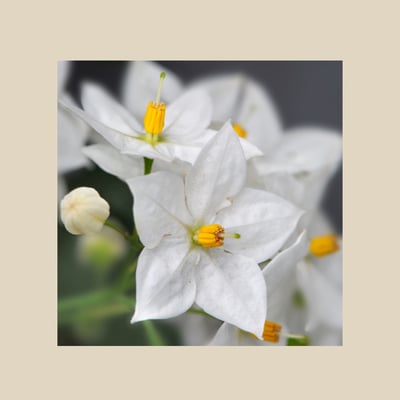 Kartoffelblume (Solanum rantonetti)