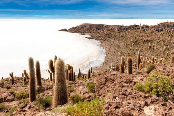Wilde, grosse Kakteen auf der kleinen Insel Incahuasi im Zentrum des Salar Uyuni
