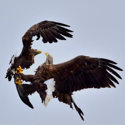 Seeadler (Haliaeetus albicilla); Revierkämpfe