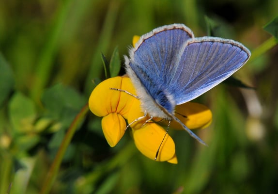 151  Hauhächelbläuling