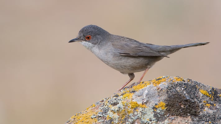 Samptkopf-Grasmücke (W)