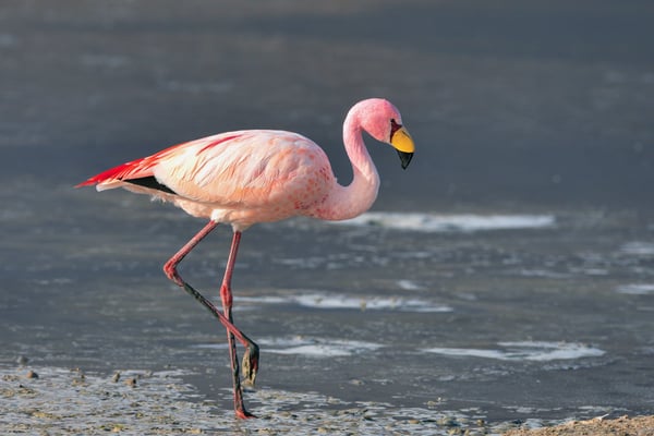 James-Flamingo (Phoenicoparrus jamesi); 