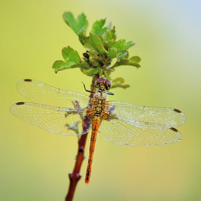 Gemeine Heidelibelle (Sympetrum vulgatum)