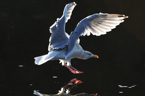 junge Silbermöwe (Larus argentatus); Flatanger; 24-9-2009