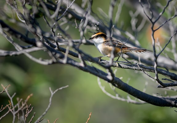 Stachelschwanzschlüpfer (Aphrastura spinicauda)
