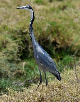 Schwarzhalsreiher (Ardea melanocephala); Arushe NP; Tansania