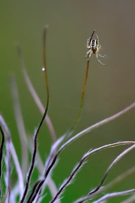 Besuch bei Küchenschelle