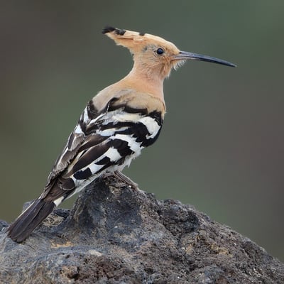 Upupa epops; Lanzarote; 13. Februar 2016