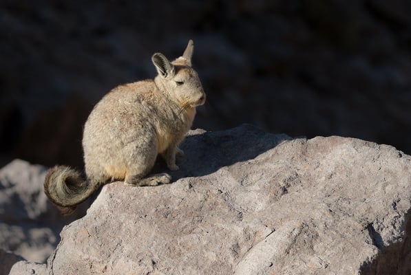 Die Cuvier-Hasenmaus oder Eigentliches Bergviscacha (Lagidium viscacia) ist im äußersten Süden Perus, dem Westen und Süden Boliviens, dem nördlichen und mittleren Chile und dem westlichen Argentinien verbreitet.