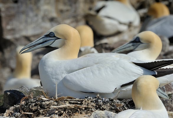 Basstölpel (Morus bassanus), Bassrock Schottland