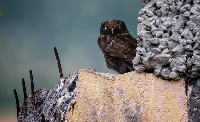 01 - Alter, dunkler Steinkauz