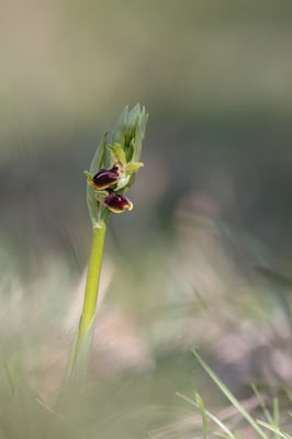 Auswahlbild 18 - Kleine Spinnenragwurz