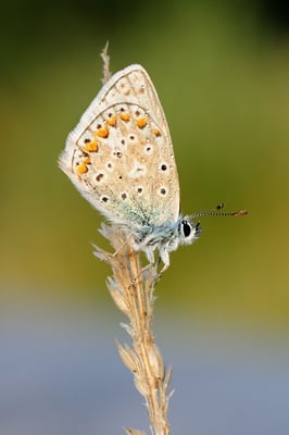 79 Hauhechel-Bläuling (Polyommatus icarus); Plain de Saigne; Montfaucon (JU); 15-8-2012