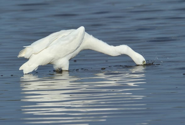 Seidenreiher (Egretta garzetta); Neerachr Ried