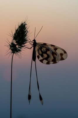 79 - Schwalbenschwanzhaft 