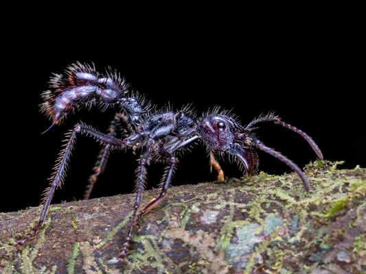 Ausgefahrener Stachel einer tropischen Riesenameise, alias 24h Ameise, alias bullet ant