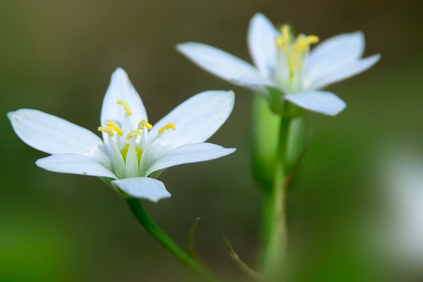 Dolden-Milchstern (Ornithogalum umbellatum)