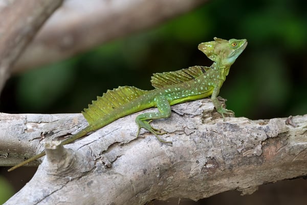 Stirnlappenbasilisk (Basiliscus plumifrons)