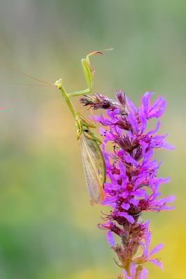 Europäische Gottesanbeterin (Mantis religiosa); 16. August 2018, Nordwestschweiz