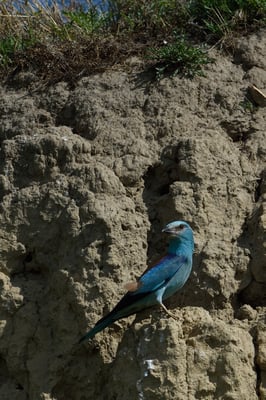 Blauracke oder Mandelkrähe (Coracias garrulus); Macin-Region Rumänien; Juni 2014