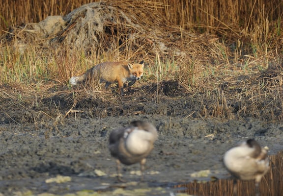 (k)eine Gefahr für Jungschwäne; Fuchs im Champ Pittet; 20-11-2011