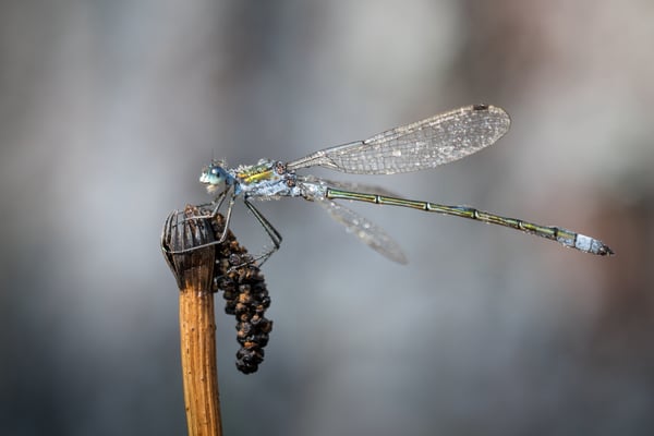 Glänzende Binsenjungfer (Lestes dryas); Jura (Nähe Saignelégier); 5. September 2018