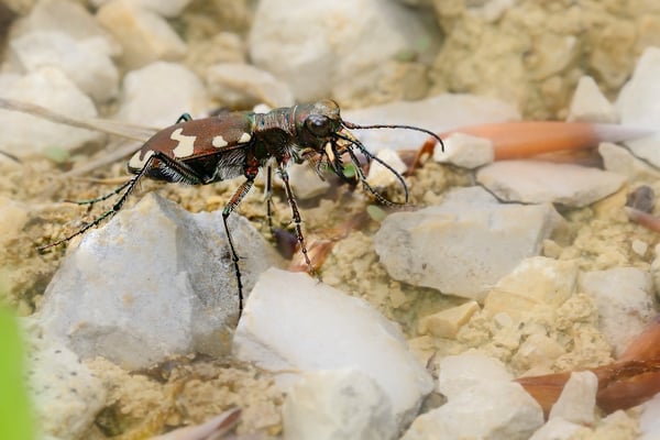Berg-Sandlaufkäfer (Cicindela sylvicola); 9. Mai 2015