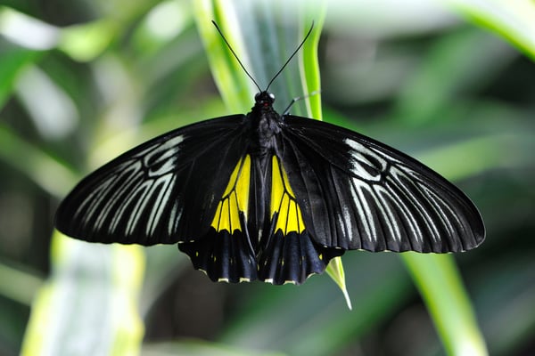 Troides Rhadamantus Rhadamantus