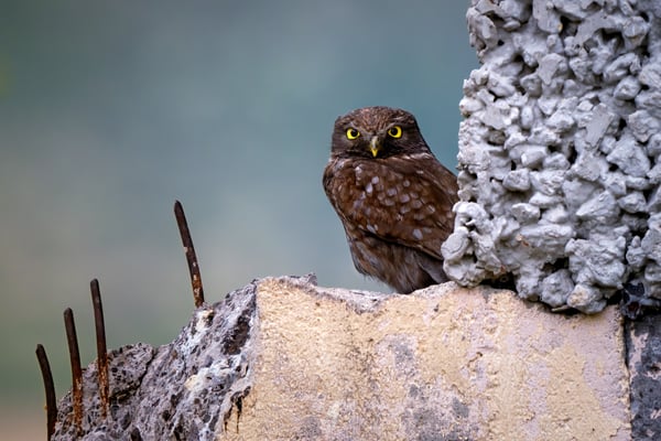 Steinkauz, Rhodopen (BG), Juni 2021