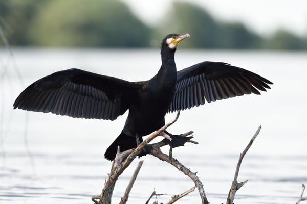 Kormoran nach dem Tauchgang im Donaudelta