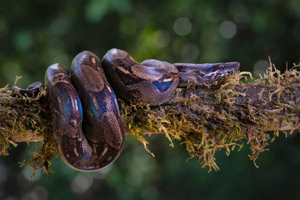 Abgottschlange (Boa constrictor, auch Königsschlange oder Abgottboa; Costa Rica 5/18
